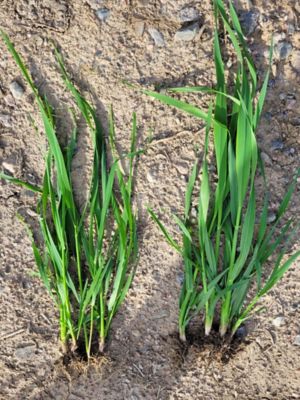 Vasemmalla: Ruiskuttamaton. Oikealla: Kinsidro Grow+.